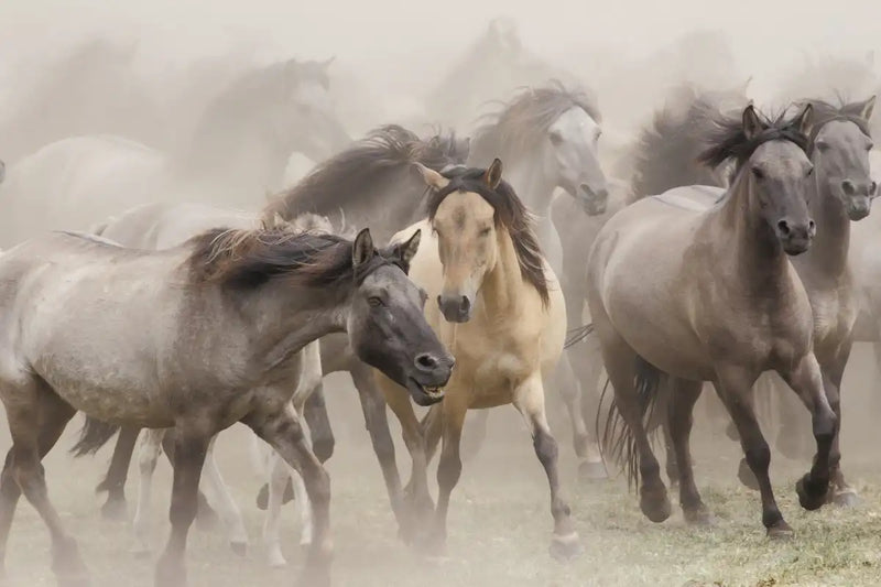 Wild Horse Stampede Wall Art