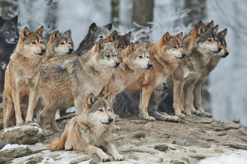Wild Wolf Pack Wall Art