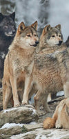 Wild Wolf Pack Wall Art