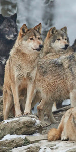 Wild Wolf Pack Wall Art