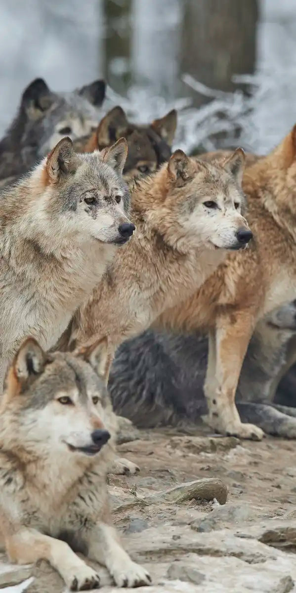 Wild Wolf Pack Wall Art