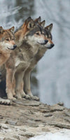 Wild Wolf Pack Wall Art