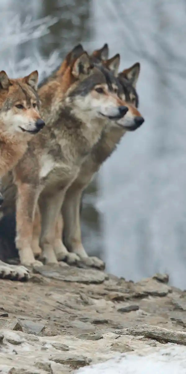 Wild Wolf Pack Wall Art