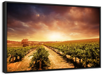 Vineyards Wall Art