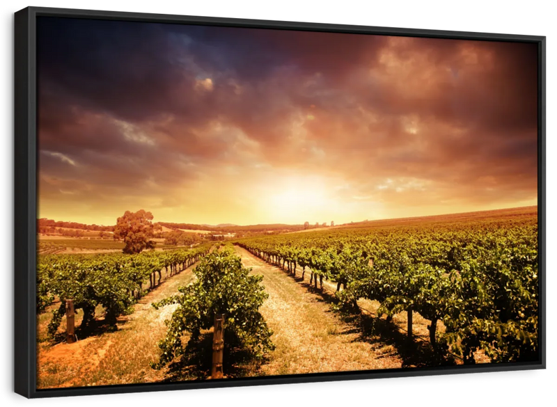 Vineyards Wall Art