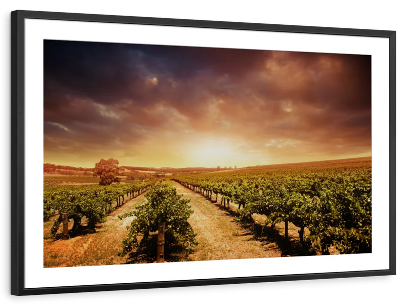 Vineyards Wall Art
