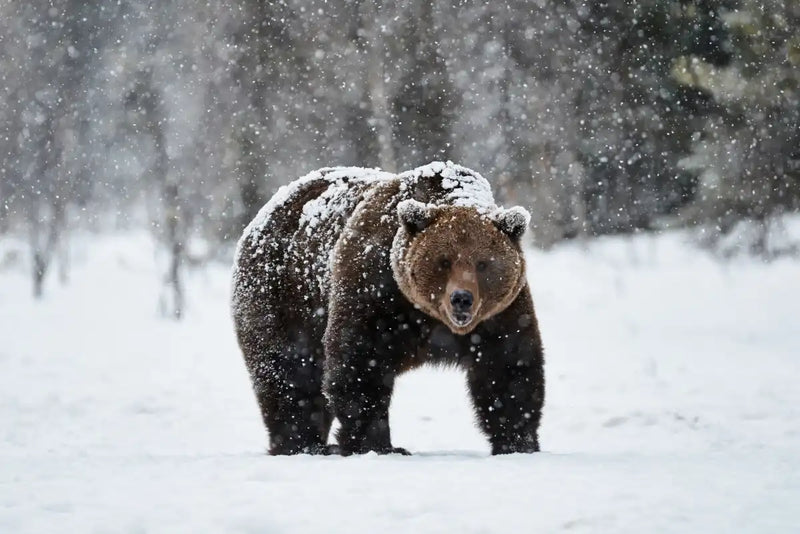 Winter Grizzly Bear Wall Art