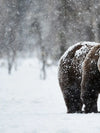 Winter Grizzly Bear Wall Art