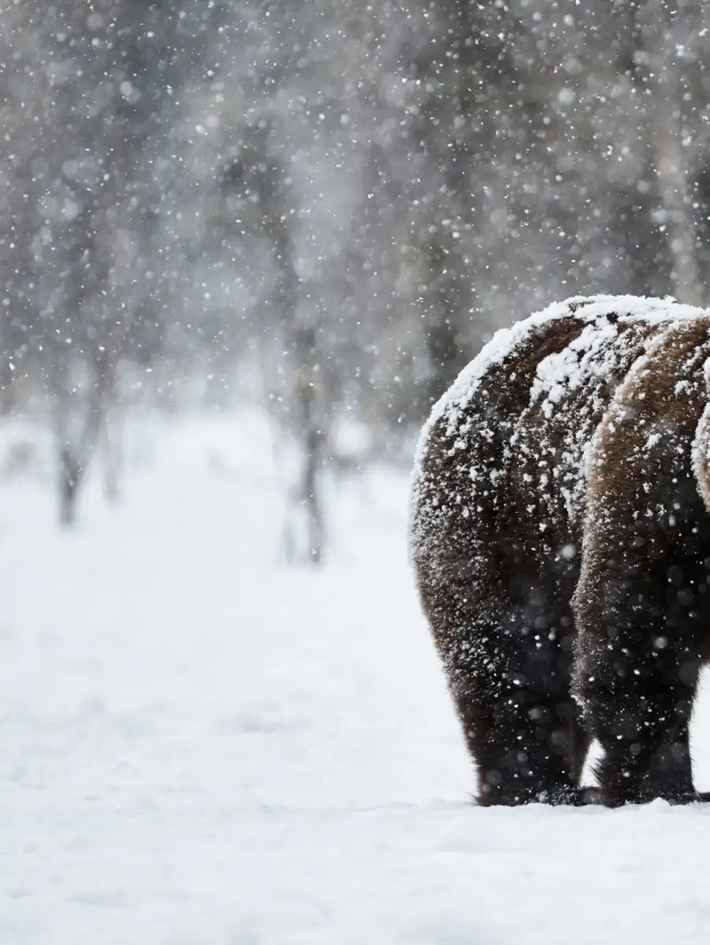 Winter Grizzly Bear Wall Art