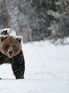 Winter Grizzly Bear Wall Art