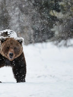 Winter Grizzly Bear Wall Art