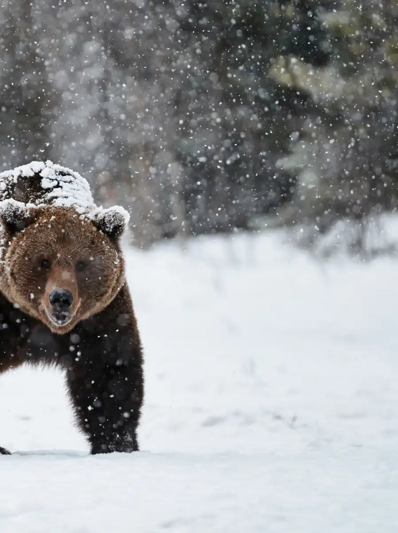 Winter Grizzly Bear Wall Art