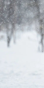 Winter Grizzly Bear Wall Art