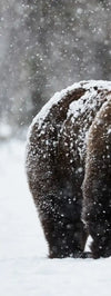 Winter Grizzly Bear Wall Art