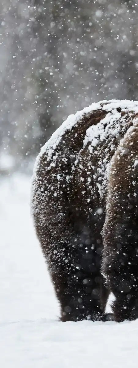 Winter Grizzly Bear Wall Art