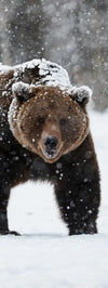 Winter Grizzly Bear Wall Art