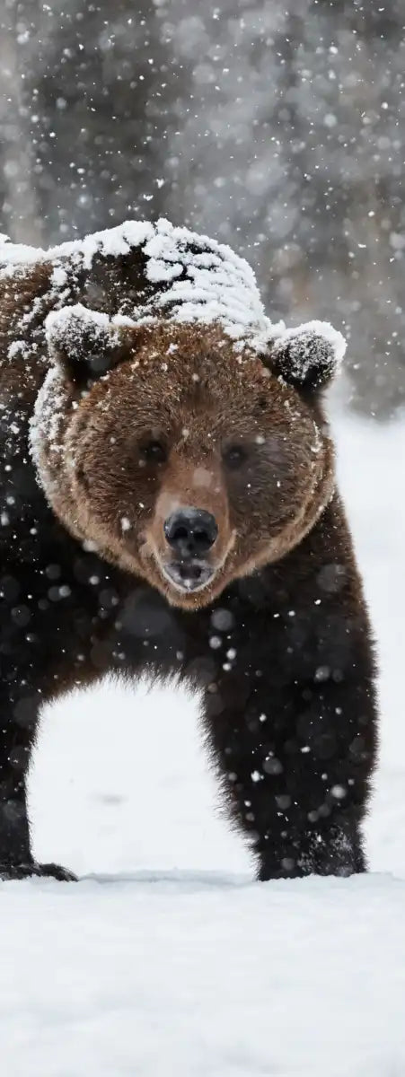 Winter Grizzly Bear Wall Art