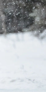 Winter Grizzly Bear Wall Art