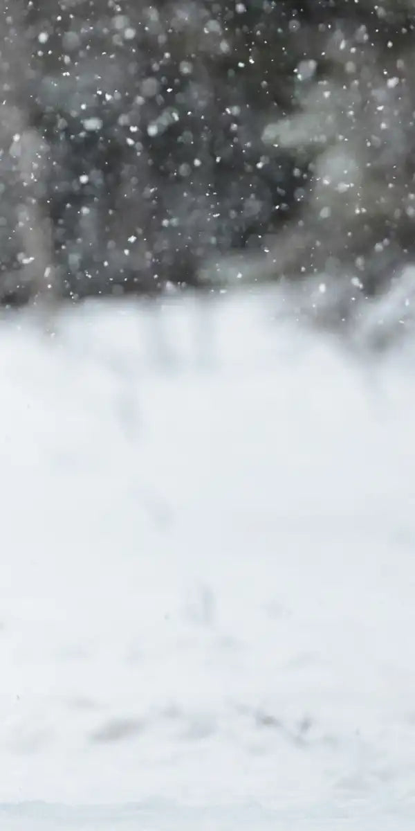 Winter Grizzly Bear Wall Art