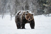 Winter Grizzly Bear Wall Art
