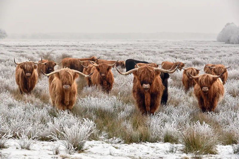 Winter Highland Cows Wall Art