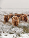 Winter Highland Cows Wall Art