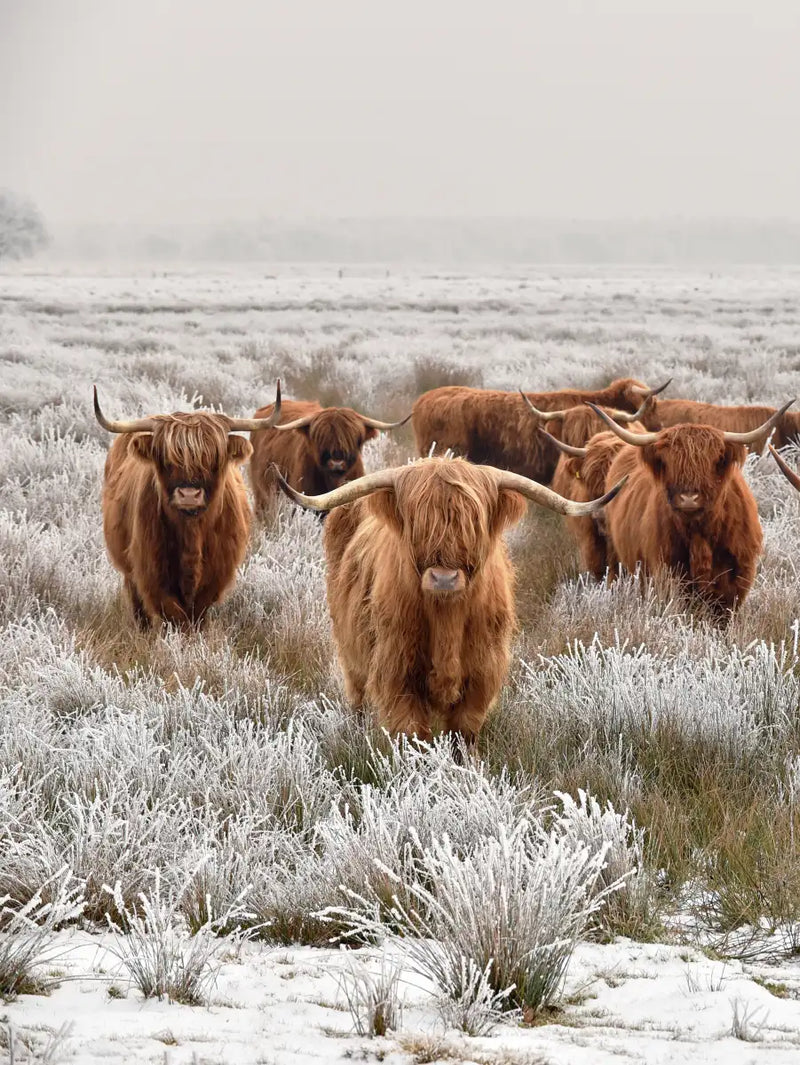 Winter Highland Cows Wall Art
