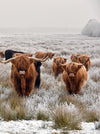 Winter Highland Cows Wall Art