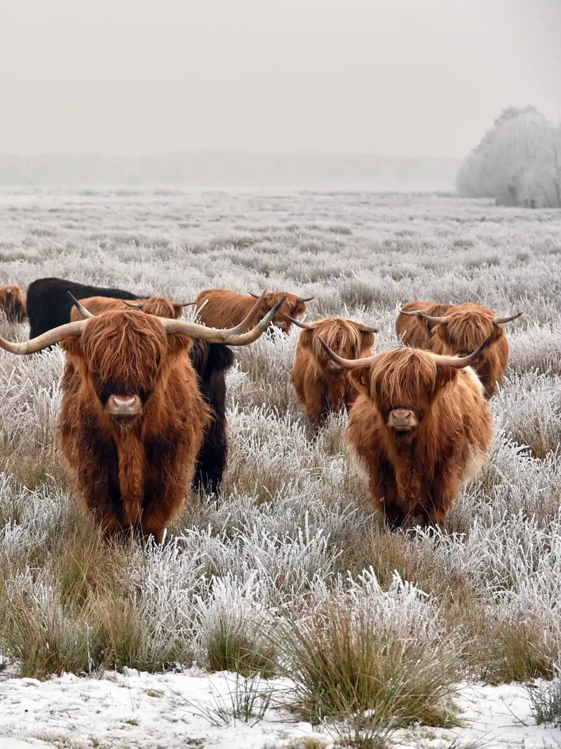 Winter Highland Cows Wall Art