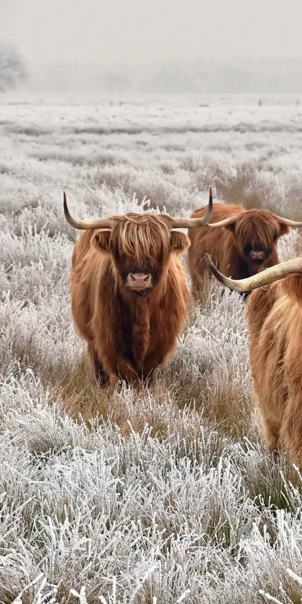 Winter Highland Cows Wall Art