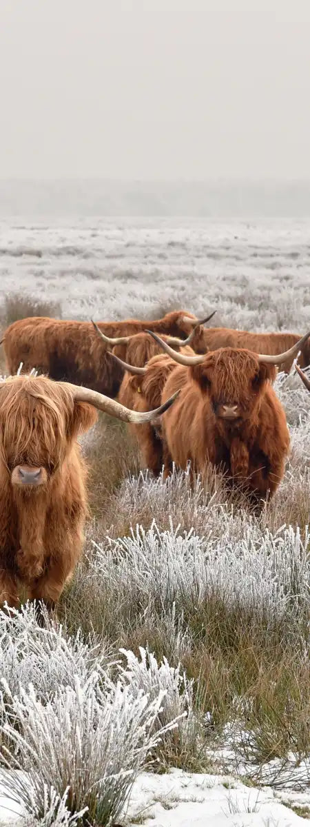 Winter Highland Cows Wall Art