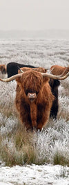 Winter Highland Cows Wall Art