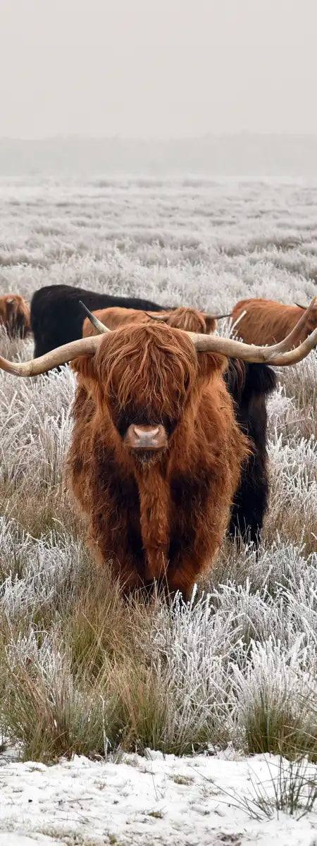 Winter Highland Cows Wall Art