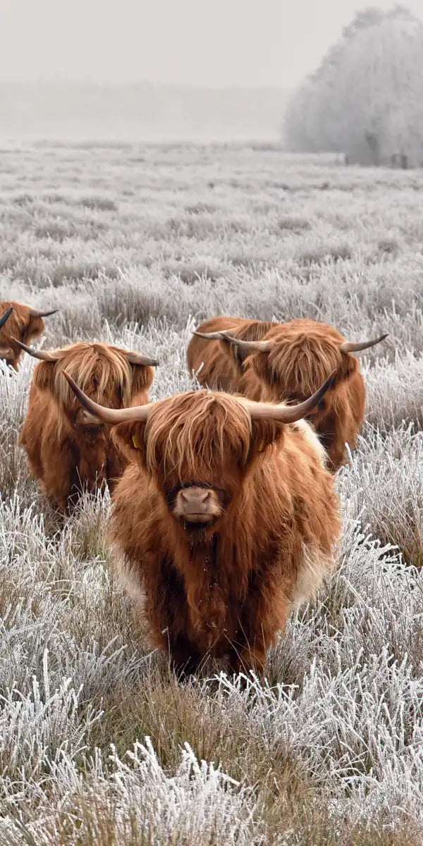 Winter Highland Cows Wall Art