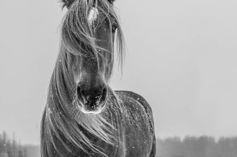 Winter Horse Wall Art