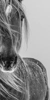 Winter Horse Wall Art