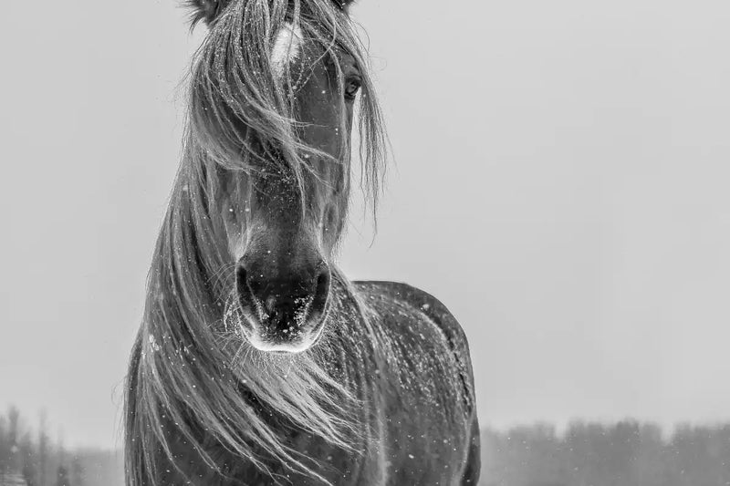 Winter Horse Wall Art