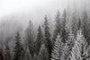 Winter Mist Wall Art
