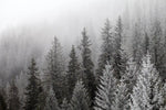 Winter Mist Wall Art