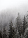 Winter Mist Wall Art