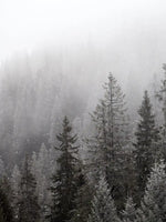 Winter Mist Wall Art