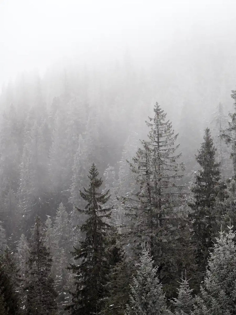 Winter Mist Wall Art