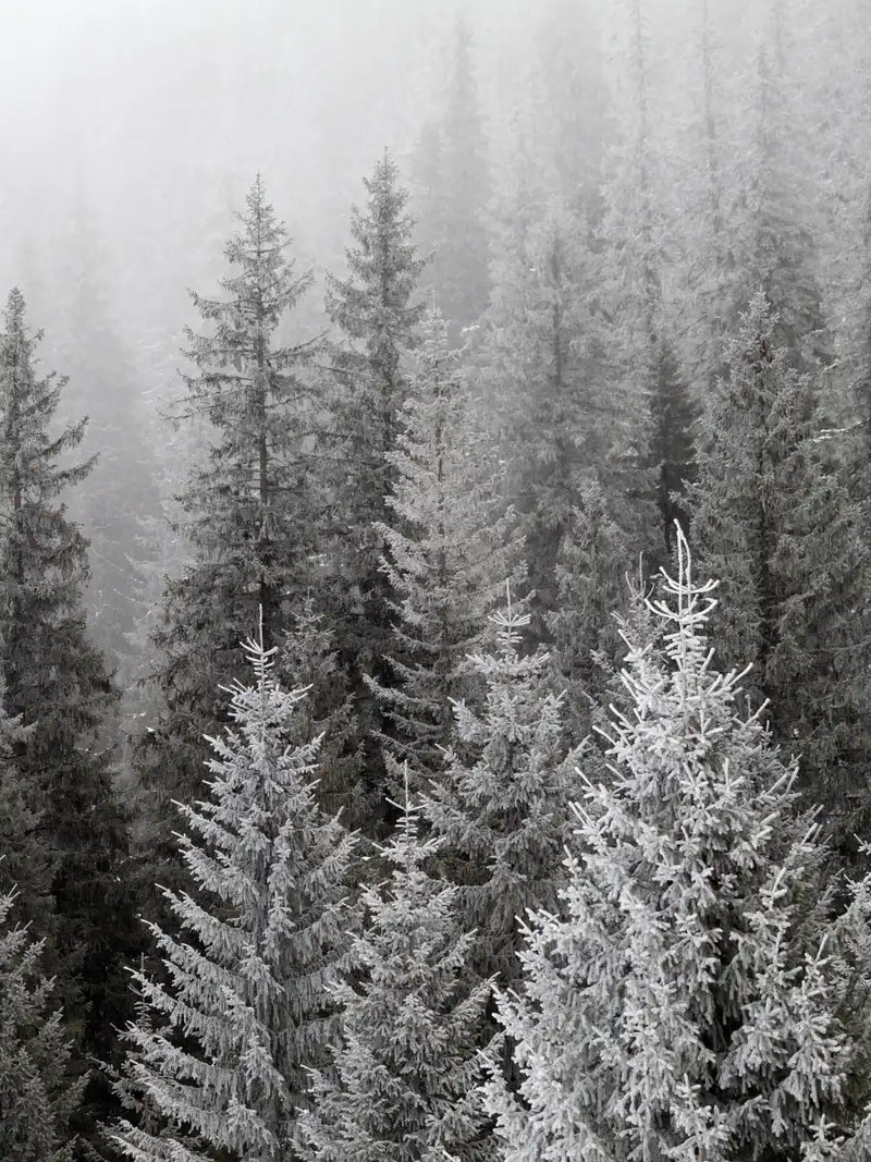 Winter Mist Wall Art