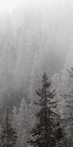 Winter Mist Wall Art