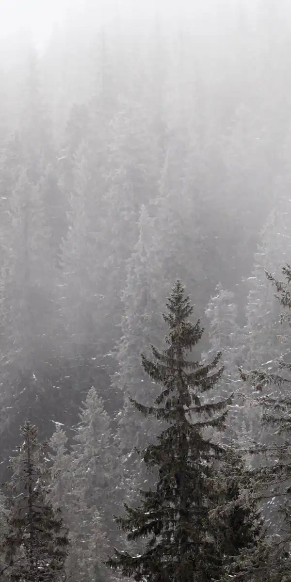 Winter Mist Wall Art