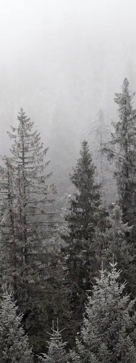 Winter Mist Wall Art