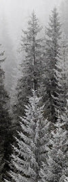 Winter Mist Wall Art