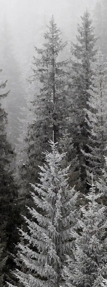 Winter Mist Wall Art