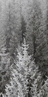 Winter Mist Wall Art