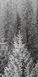 Winter Mist Wall Art